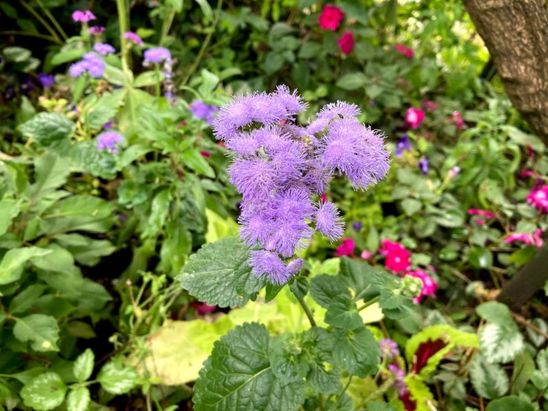 花の庭園 ル・クロ・ノルマン